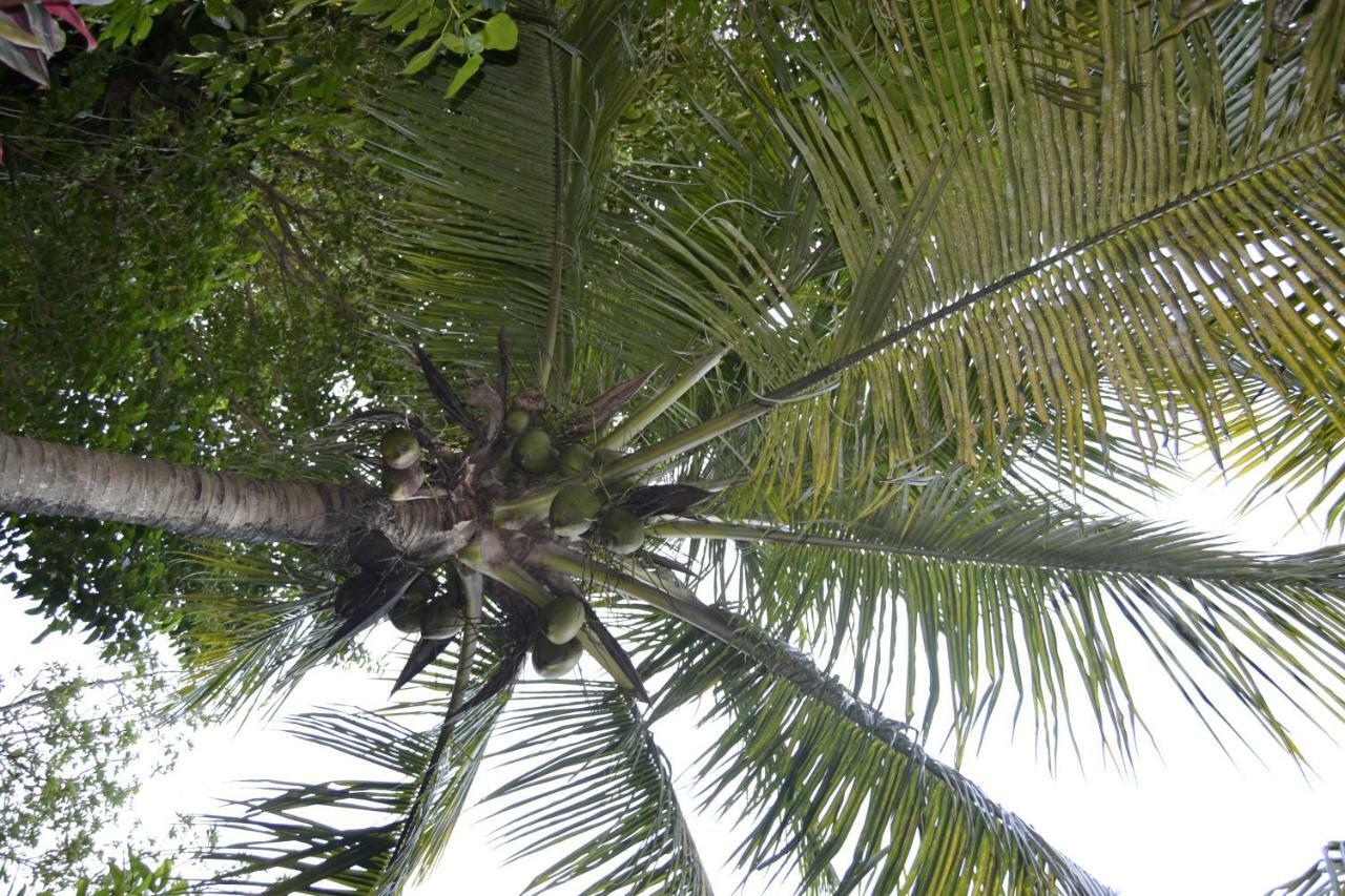 Villa an eol caraibes Trois-Rivières Exterior foto